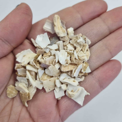 Bloom Texture  - Islay Treasure Shell Fragments!