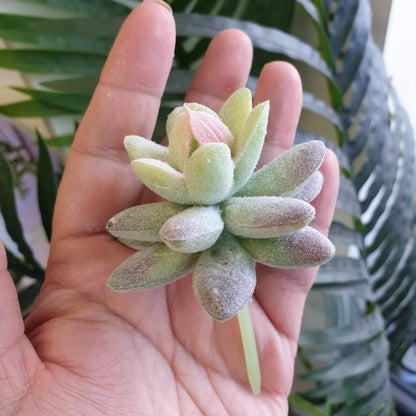 Faux Succulent: What the succulent - Hand Picked by Lou!