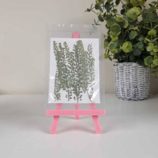 Blooming Pretty Pressed Flower Pack: Pepperweed Achoo!