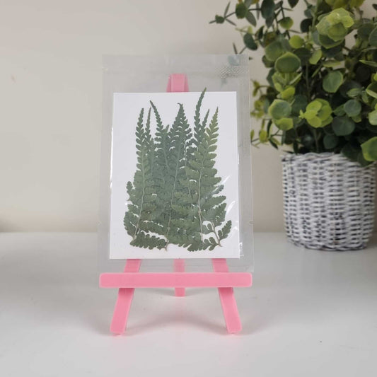 Blooming Pretty Pressed Flower Pack: Fosse Cross Baby Ferns